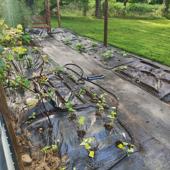New Garden Areas - 3 of 4